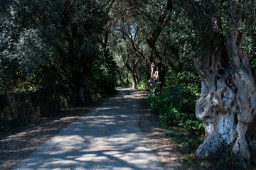 old olive trees the green gold of the Greeks