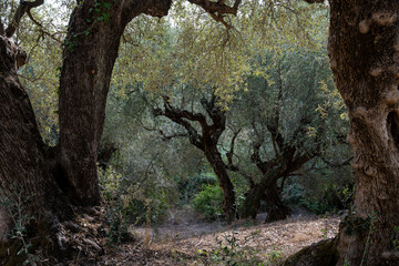 Fototapeta premium old olive trees the green gold of the Greeks