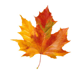 Obraz premium autumn maple leaf isolated on transparent background