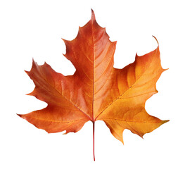 Obraz premium autumn maple leaf isolated on transparent background