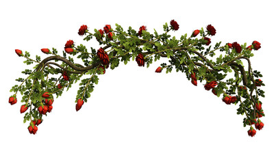 rose  con arco di legno con piante e fiori mazzo di fiori di rose  con fondo trasparente e isolato 