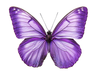 Beautiful purple butterfly perched with outstretched wings, transparent