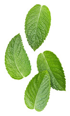 Fresh mint on white background. Collection of mint leaves top view