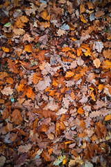 Autumn Falls Leaves
