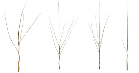 Delicate branches striking through the night sky, capturing nature's quiet elegance in a serene moment of reflection