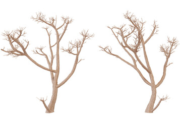 Obraz premium A pair of gnarled, leafless trees silhouetted against a dark backdrop, embodying an aura of mystery and solitude in nature’s skeletal form