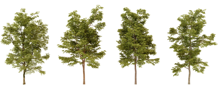 Natural variations of tall green trees against a dark background showcasing intricate foliage and diverse shapes in a serene environment