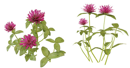 Vibrant pink blossoms with lush green leaves thriving in a contrasting dark environment during the peaceful hours of twilight