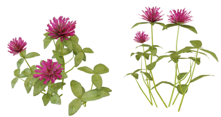 Vibrant pink blossoms with lush green leaves thriving in a contrasting dark environment during the peaceful hours of twilight