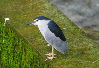 black crowned heron ardea cinerea