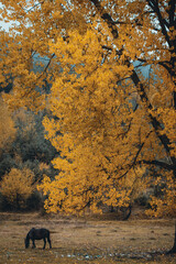 Autumn tree