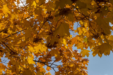 &bdquo;Czyste złoto&rdquo; (i ż&oacute;łty, czerwony, itd.) w kolorze jesiennych liści klonu na drzewie na tle błękitnego nieba. Piękno drzew &bdquo;Polskiej Złotej Jesieni&rdquo; (prawdziwe dzieła sztuki!)  na tle na tle nieba.