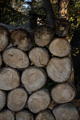 Stacked lumber logs. the texture and grain of the wood