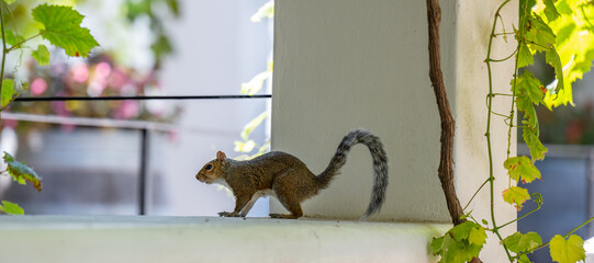 Borstenhörnchen auf Nahrungssuche bei einem Weinanbaugebiet in Stellenbosch Süd Afrika