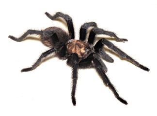 A Focus Stacked Close-up Image of a Wild Tarantula on White