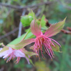 日本で秋にジュウガツザクラがピンク色の花を咲かせています