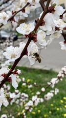 bee