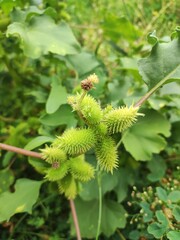 California-bur (Xanthium strumarium), cocklebur
