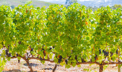 Weinanbaugebiet in der Weinregion und Stadt Stellenbosch