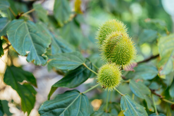 Branch with unripe Achiote seed pods. Green fruits of Bixa orellana of Bixaceae family in Botanical garden in Puerto de la Cruz, Tenerife. Lipstick tree. Gastronomy. Medicine. Bunch of Urucum, Urucu