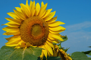 Obraz premium Field of beautiful sunflowers with many bees working. Bees are hard at work