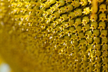 Fibonacci golden ratio in nature and sunflower seeds, close-up shot photo