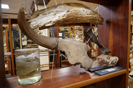 Stuffed animals, bones and skeletons of various animals in anatomy museum
