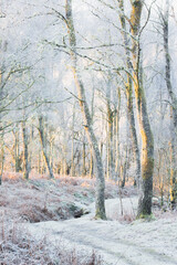 A frosty winter morning in Little Druim Wood, where sunlight filters through the hoarfrost-covered trees, creating an enchanting and tranquil woodland scene.