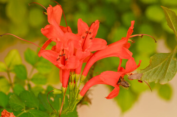 Red Flower Tecoma capensis Cluster with Bee