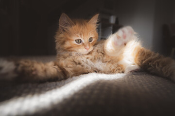 A playful ginger kitten stretches out in a cozy sunbeam on the carpet, displaying a mix of curiosity and innocence.