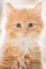 A close-up of a wide-eyed ginger kitten with fluffy fur, exuding innocence and charm in a soft, ethereal light.