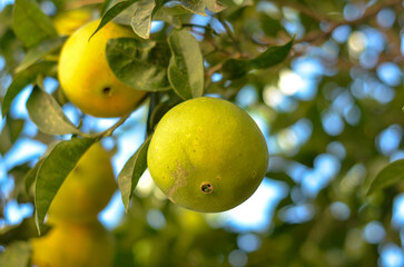 Orchard Full of Ripe, Sun-Kissed Oranges