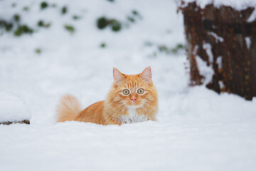 A fluffy ginger tabby cat crouches in the snow, eyes wide and focused, blending curiosity with...