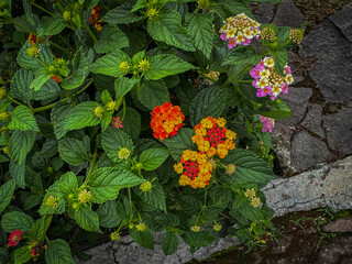 A vibrant Lantana camara plant displaying clusters of colorful flowers in shades of red, orange, yellow, and pink. The textured green leaves complement the lively blooms, creating a beautiful contrast