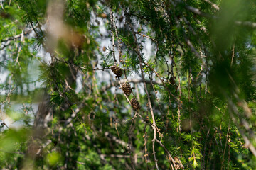 Cones on branches against a background of leaves and needles on a tree.