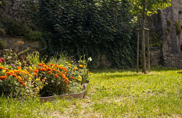 A flower bed with ornamental flowers in front of a stone wall. Garden decoration in the park. Grass, summer, park, nature, flowers.