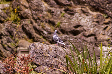 A pigeon in the wild on a large stone. Defocused rocky background. Pigeon, bird, stone, rock.