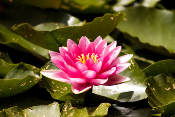 Detail of water lily flower on water surface. Green water lily leaves. Summer, season, flower. Aquatic plant, summer season. Ornamental aquatic plant - Powered by Adobe