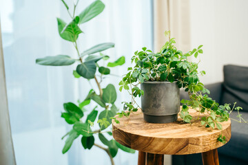 部屋にあるシュガーバイン（観葉植物）