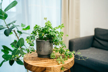 部屋にあるシュガーバイン（観葉植物）