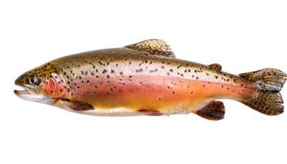 rainbow trout isolated on white