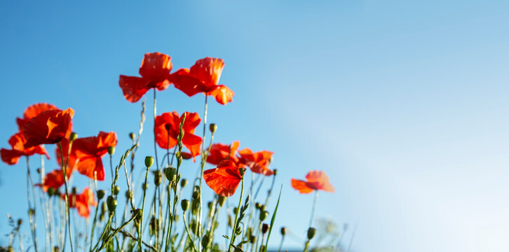 Bright poppy flowers against the blue sky. Field of wild poppies on a sunny spring day. Floral banner. Red poppy as a symbol of the memory of the victims of the war.