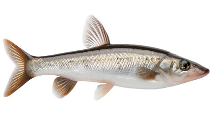 Fototapeta premium fish isolated on white