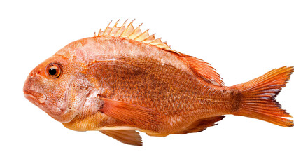 siamese fighting fish