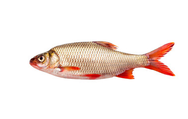 fish on a white background