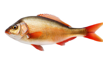 siamese fighting fish