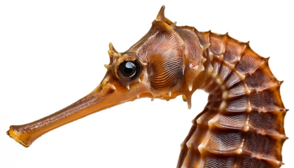 octopus on a white background