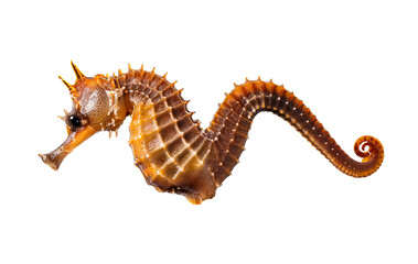 dragon on white background