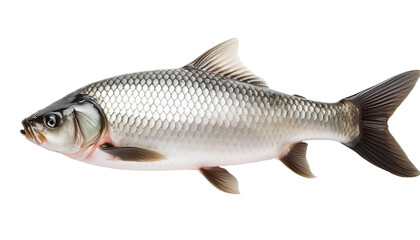 fish isolated on white
