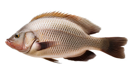 fish isolated on white